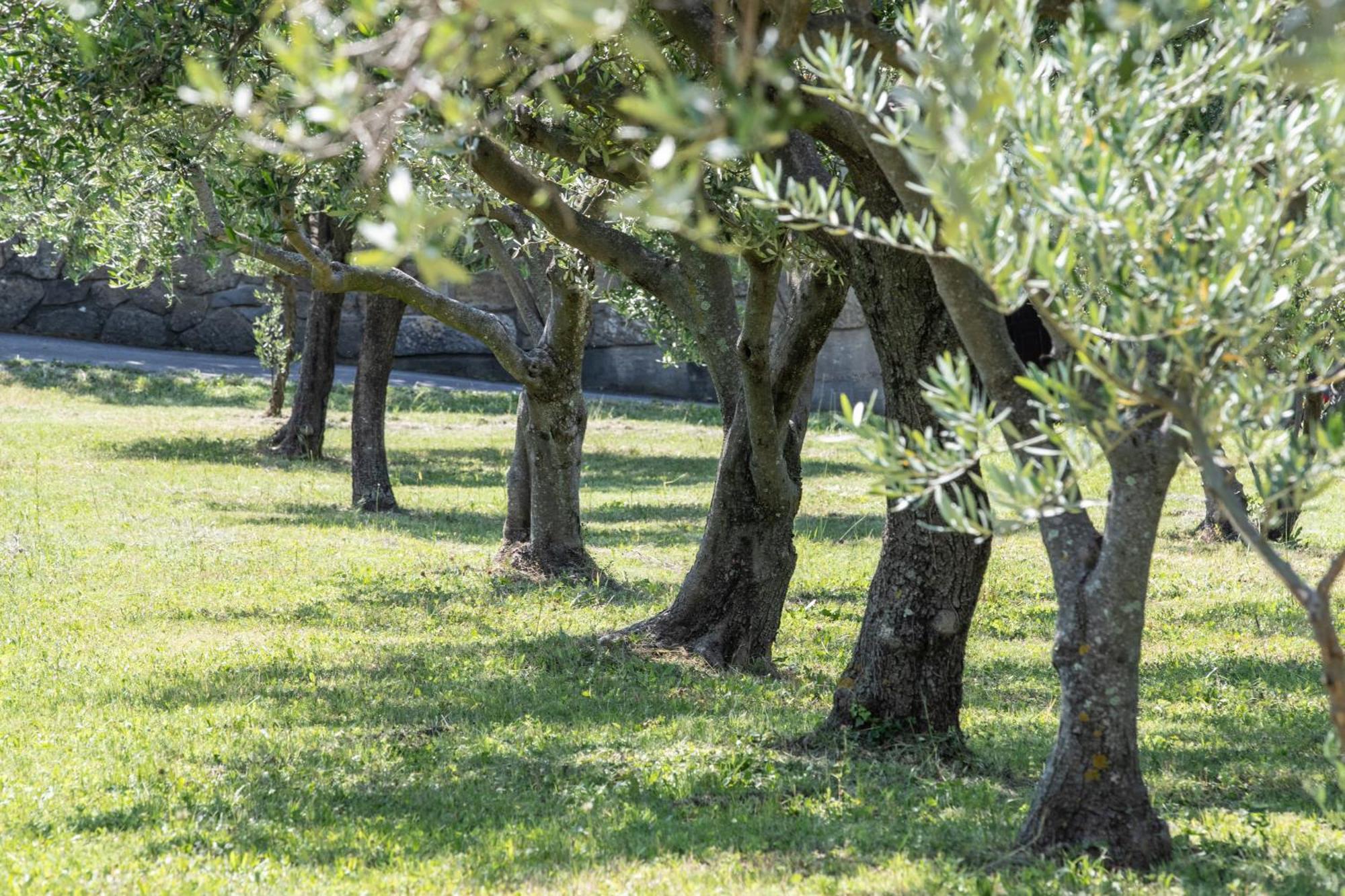 Affittacamere Cigui Múggia エクステリア 写真